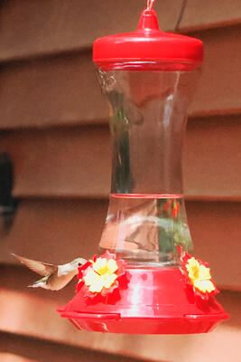Hummingbird