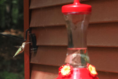 Hummingbird #2