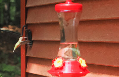Hummingbird #3