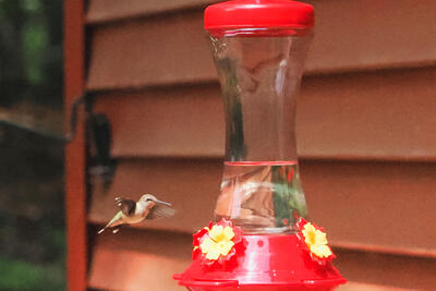 Hummingbird #6