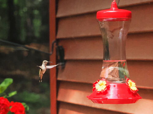 Hummingbird #8
