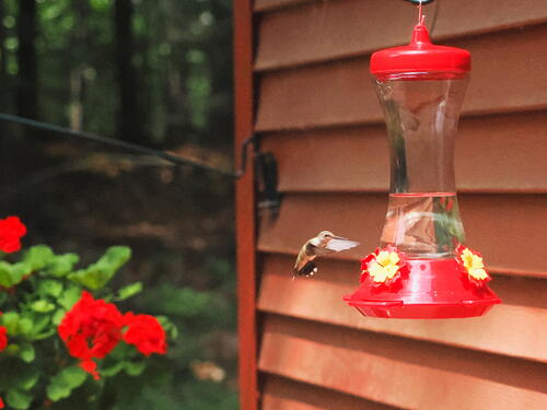 Hummingbird #12