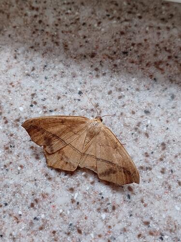 Maple Spanworm moth