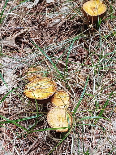 Chicken fat mushroom #2