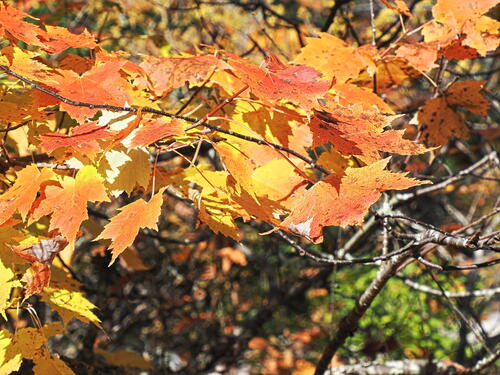 Fall leaves