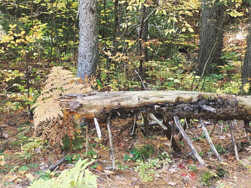 Fallen log