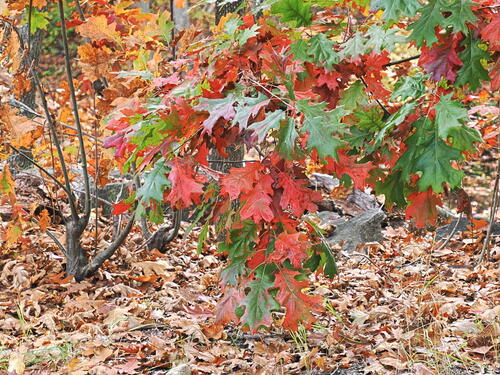 Ayer fall colors #10