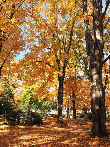 Fall in the West Parish Garden Cemetary #6
