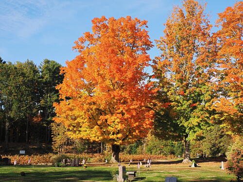Fall in the West Parish Garden Cemetary #14