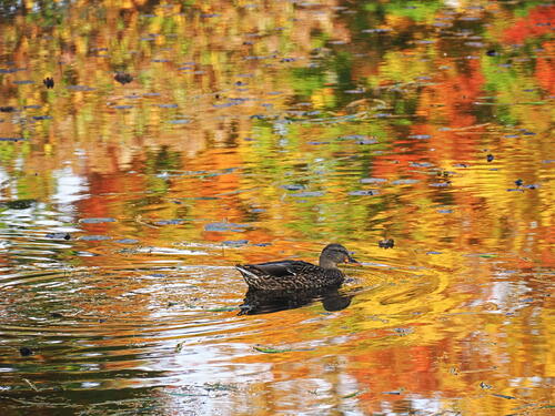 Ducks in the cemetary #4