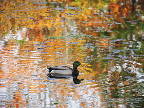 Ducks in the cemetary #5