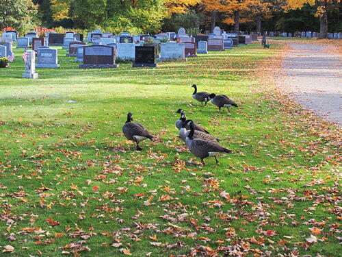 Geese in the cemetary #4