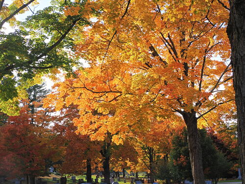 Fall in the West Parish Garden Cemetary #16