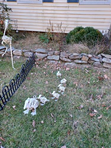 Russell Hannula's Halloween decorations #4