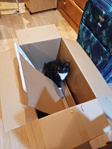 Nightwind in a box #3