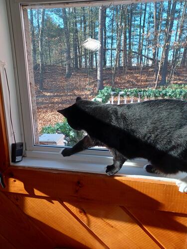 Nightwind investigating a chickadee #2