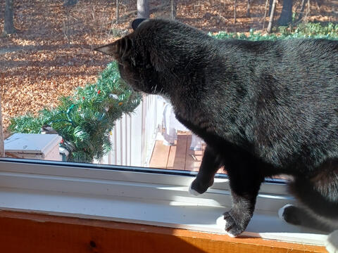 Nightwind investigating a chickadee #3