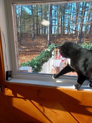 Nightwind investigating a chickadee #4