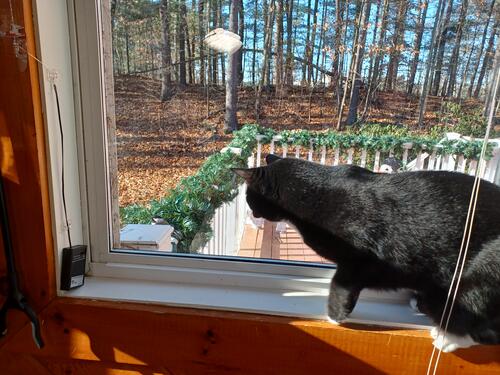 Nightwind investigating a chickadee #5