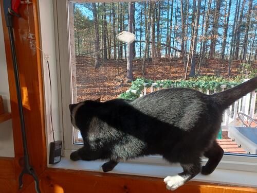 Nightwind investigating a chickadee #6