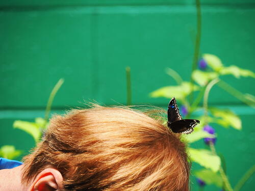 Butterfly on the head