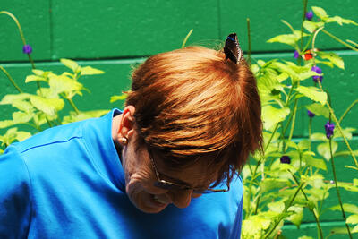 Butterfly on the head #2