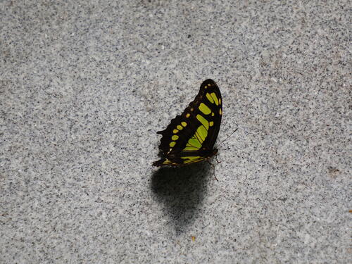 Butterfly #5