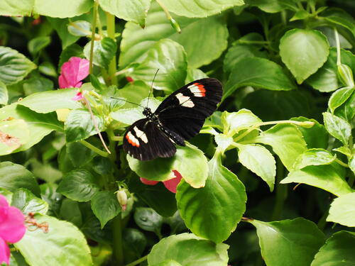 Butterfly #6