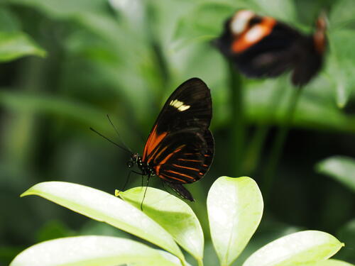 Butterfly #11