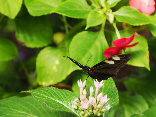 Butterfly #18
