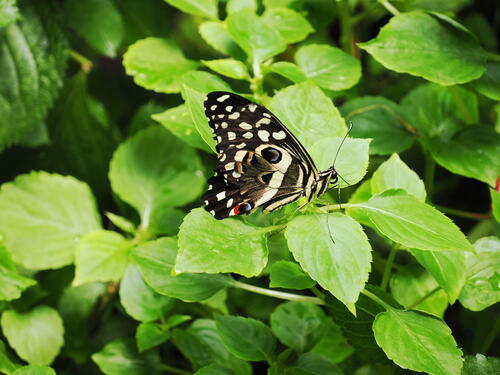 Butterfly #22