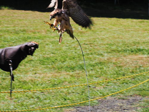 Coming in for a landing