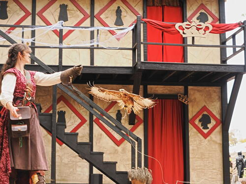 Birds of prey show #4