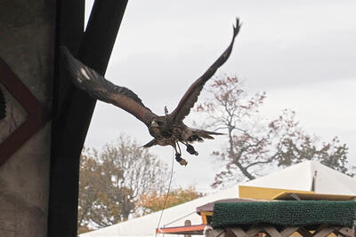 Birds of prey show #6
