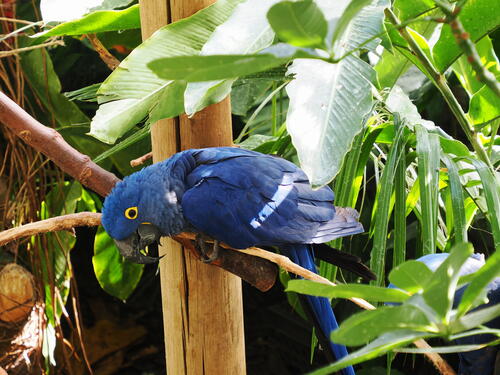 Hyacinth Macaw