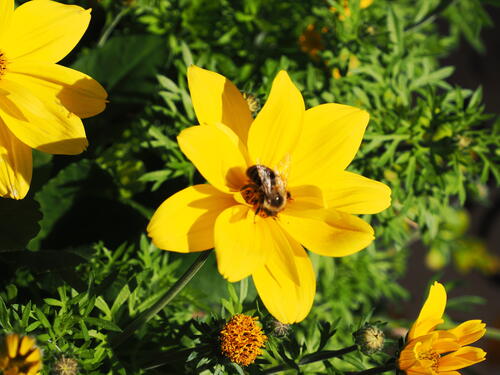 Bee in flower