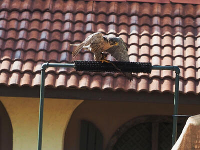 Birds of Prey show #8