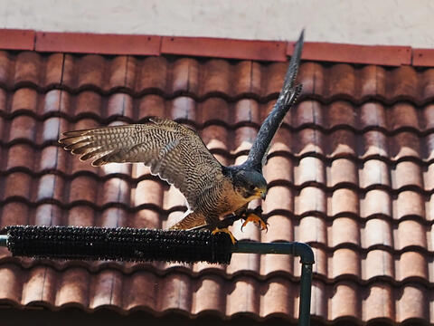 Birds of Prey show #9