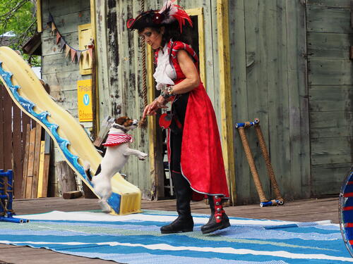 The Puppies of Penzance #3