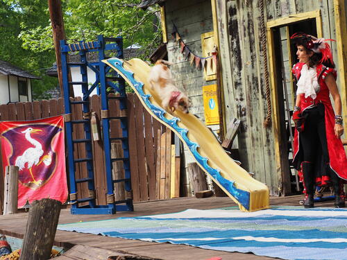 The Puppies of Penzance #11