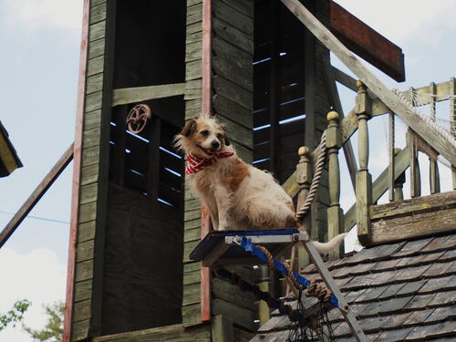 The Puppies of Penzance #12