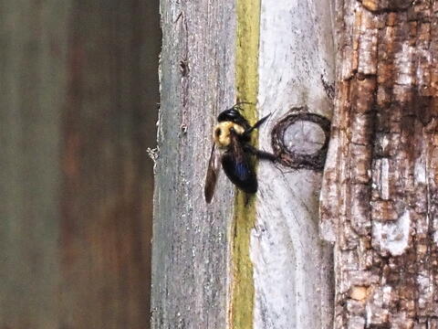 Bee #2
