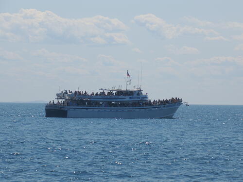 Whale watch boat