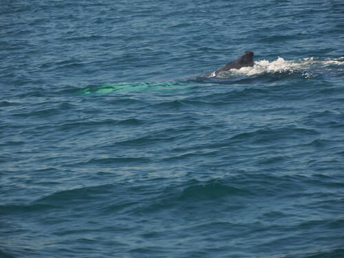 Humpback whale under water