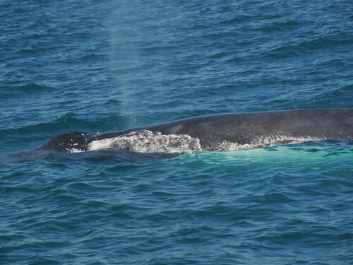 Humpback whale using a blowhole