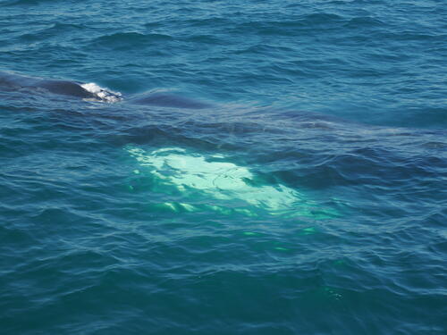 Humpback whale under water #4