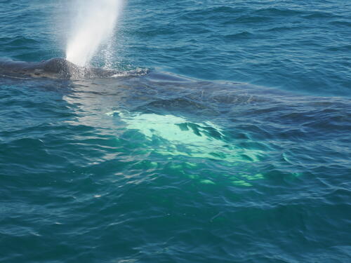 Humpback using a blowhole