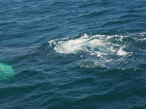 Humpback whale surfacing