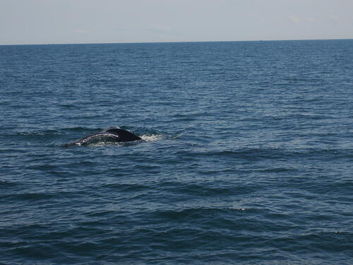 Humpback whale tail