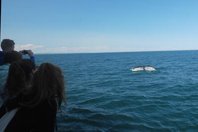 Photographing the whale tail